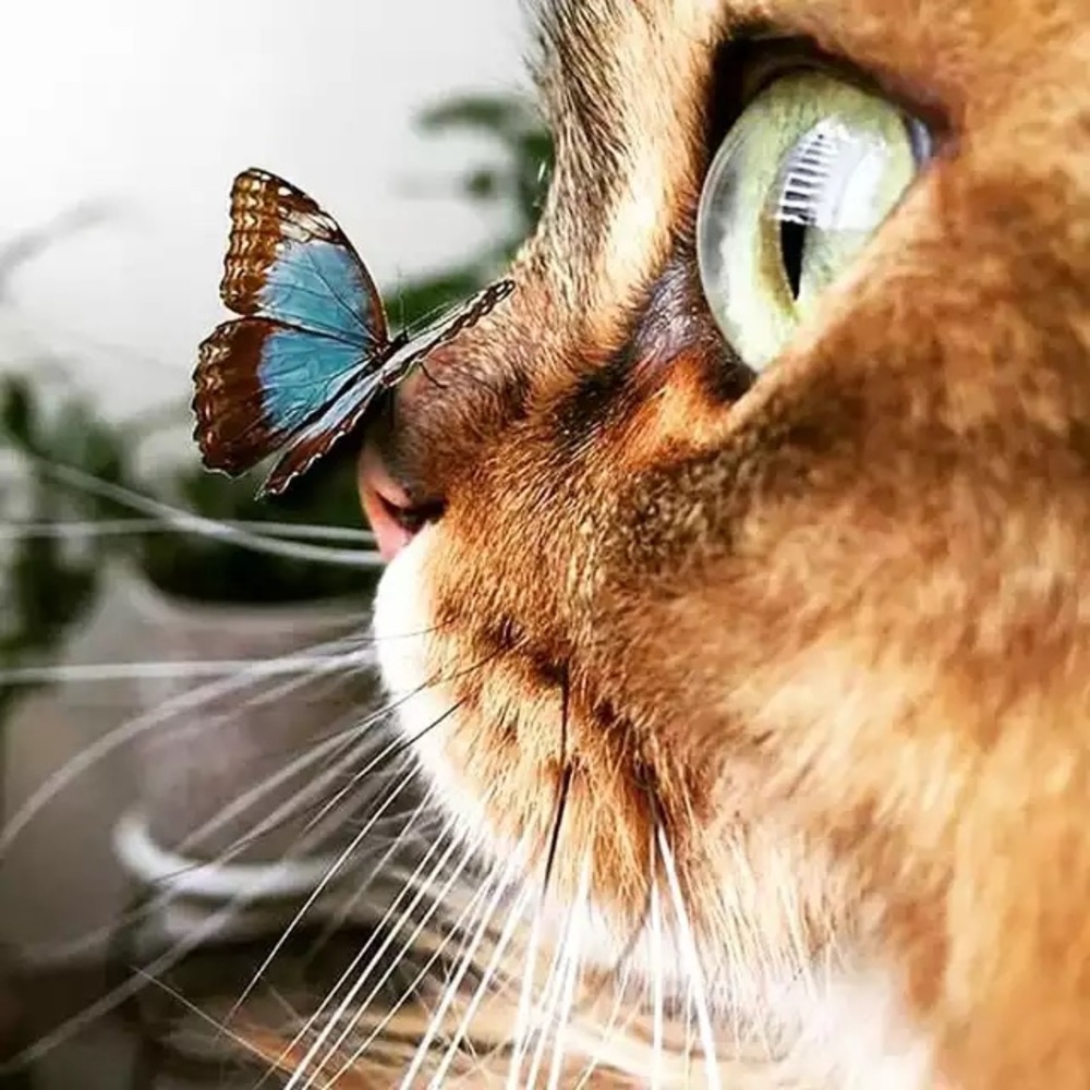 Meet Meow?